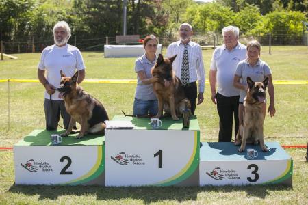 Revija nemških ovčarjev v Sežani
